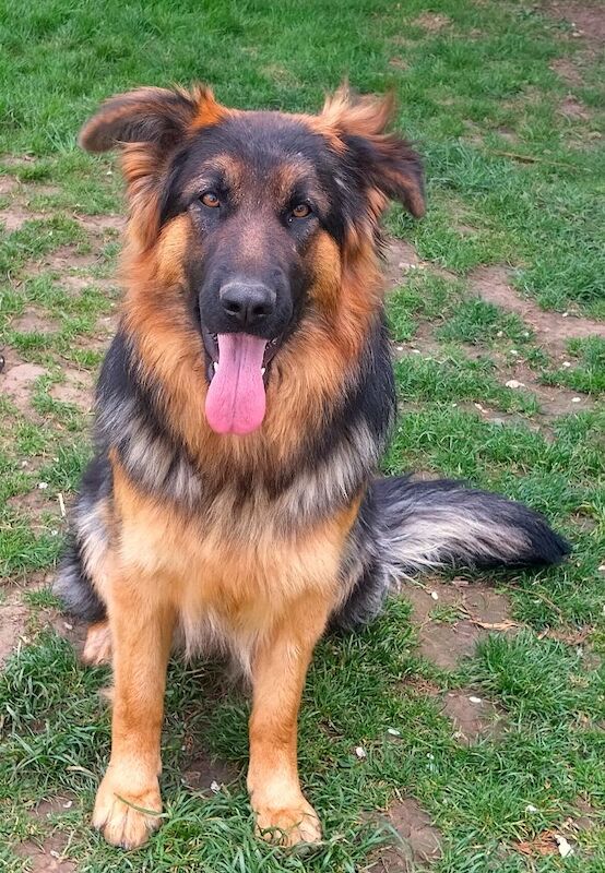 German Shepherd puppies for sale in Wisbech, Cambridgeshire – KC registered, 1 year old - Image 2 of 3