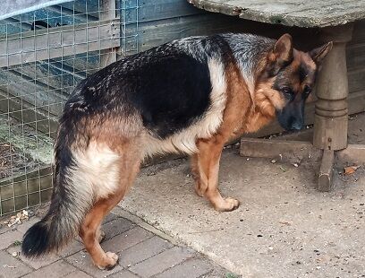 German Shepherd puppies for sale in Wisbech, Cambridgeshire – KC registered, 1 year old - Image 3 of 3