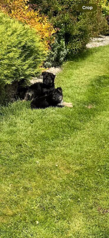 German shepherds I.K.C registered for sale in Crossmaglen, County Armagh