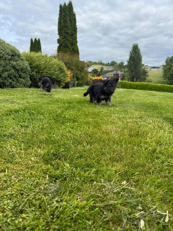 German shepherds I.K.C registered for sale in Crossmaglen, County Armagh | Image 2
