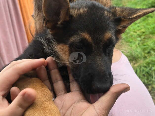German Shepherd puppies for sale in Preston, East Lothian – 1 year old - Image 1 of 3