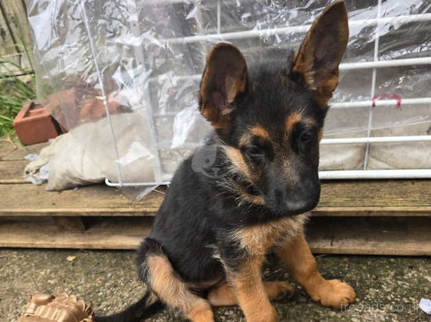 German Shepherd puppies for sale in Preston, East Lothian – 1 year old - Image 2 of 3