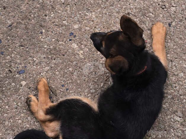 German Shepherd puppies for sale in Preston, East Lothian – 1 year old - Image 3 of 3