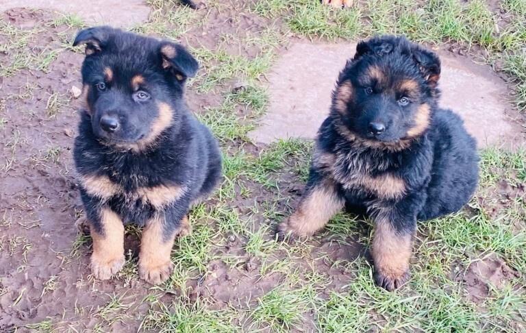 German Shepherd puppies for sale in Slough, Berkshire – 8 weeks old