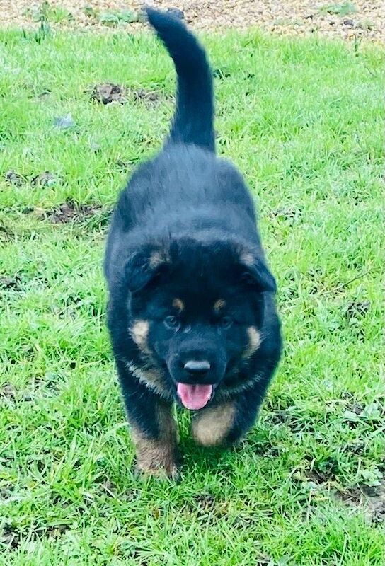 German Shepherd puppies for sale in Slough, Berkshire – 8 weeks old - Image 2 of 5