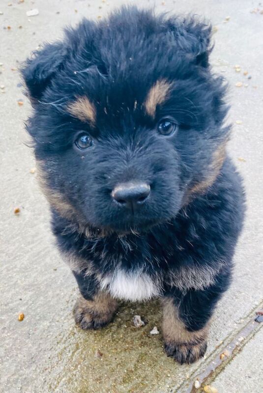 German Shepherd puppies for sale in Slough, Berkshire – 8 weeks old - Image 3 of 5