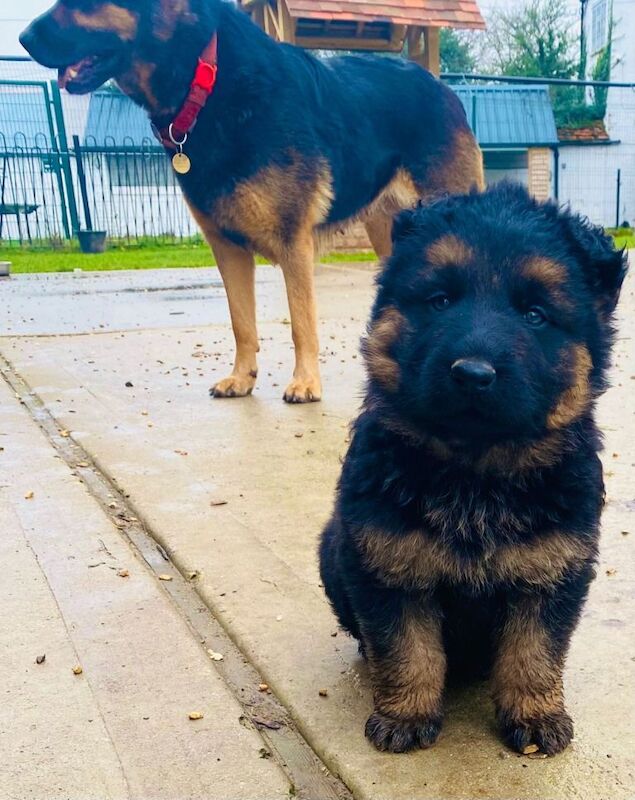German Shepherd puppies for sale in Slough, Berkshire – 8 weeks old - Image 4 of 5