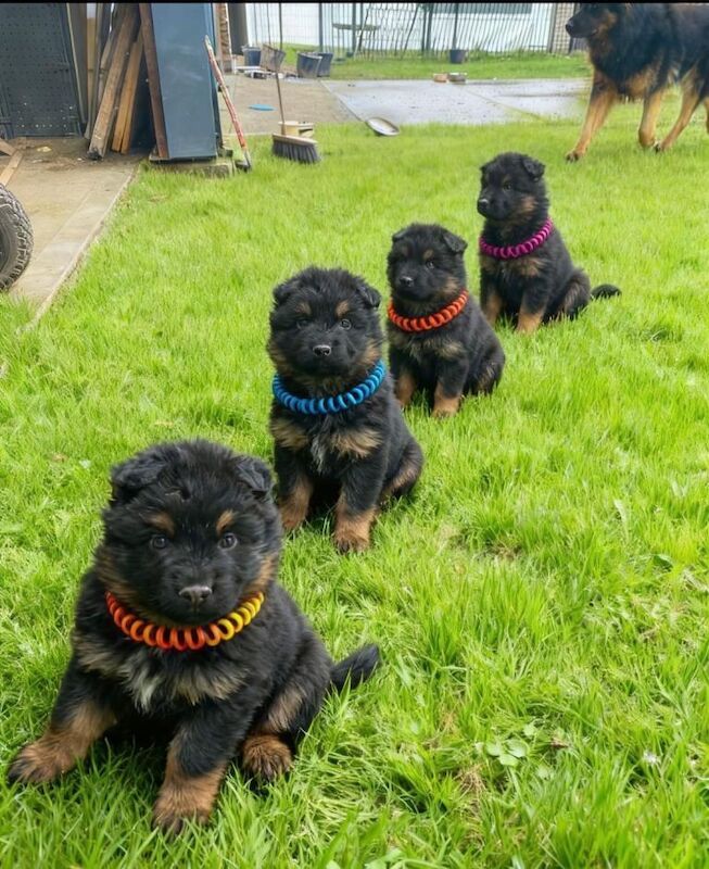 German Shepherd puppies for sale in Slough, Berkshire – 8 weeks old - Image 5 of 5