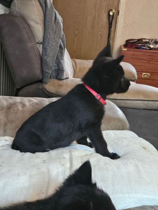 German Shepherd puppies for sale in Dorking, Surrey – 4 months old - Image 2 of 3