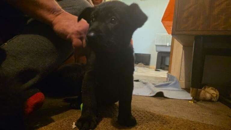 German Shepherd puppies for sale in Dorking, Surrey – 4 months old - Image 3 of 3