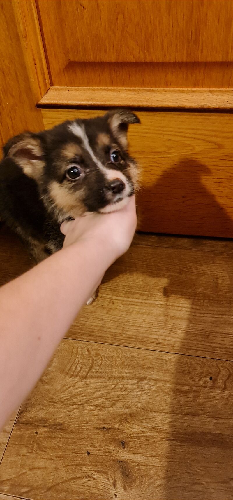 German Shepherd puppies for sale in Kingston upon Hull, East Riding of Yorkshire – 2 years old - Image 1 of 7