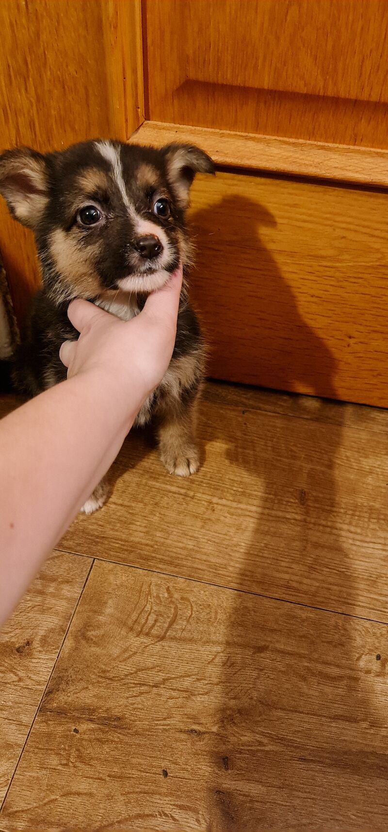 German Shepherd puppies for sale in Kingston upon Hull, East Riding of Yorkshire – 2 years old - Image 2 of 7