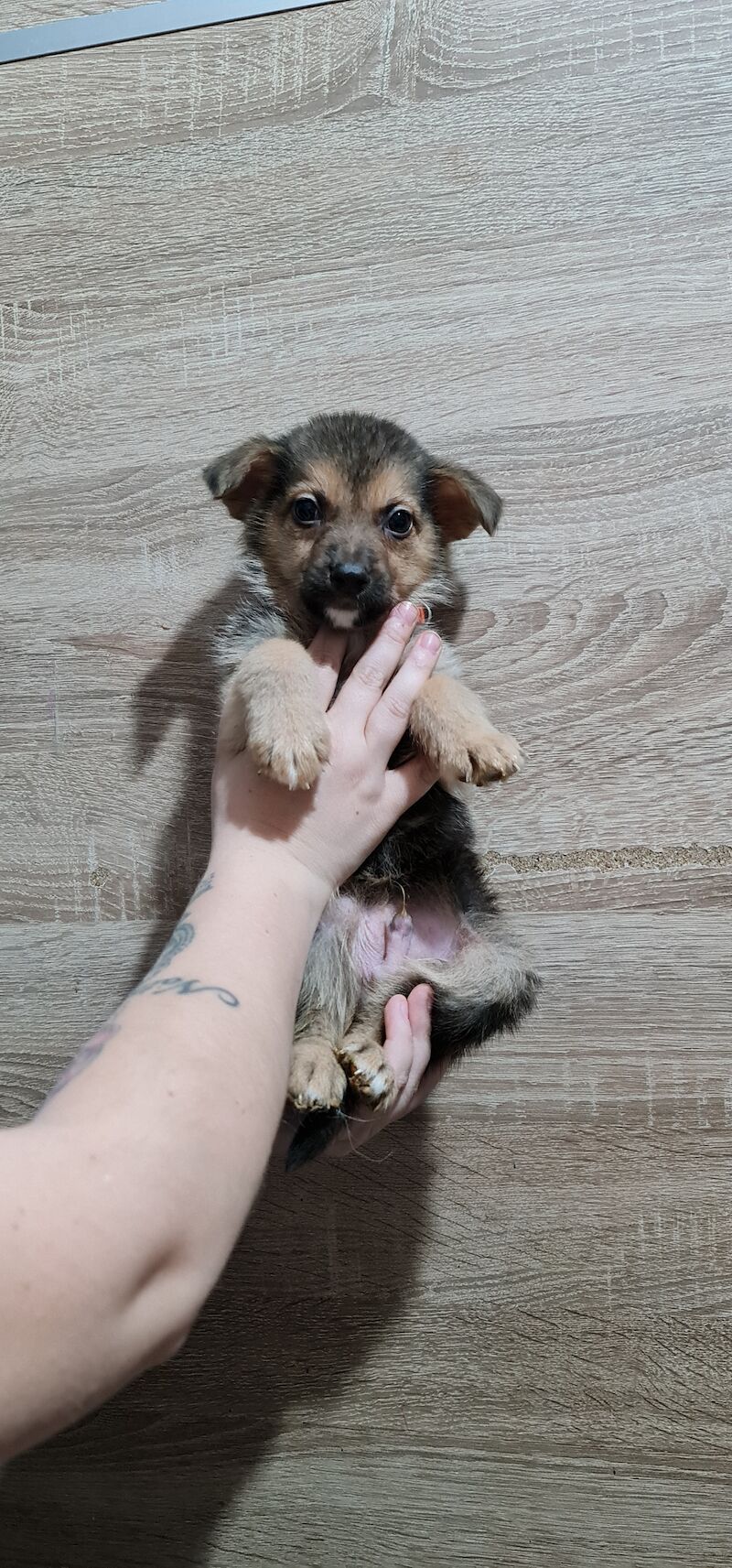 German Shepherd puppies for sale in Kingston upon Hull, East Riding of Yorkshire – 2 years old - Image 3 of 7