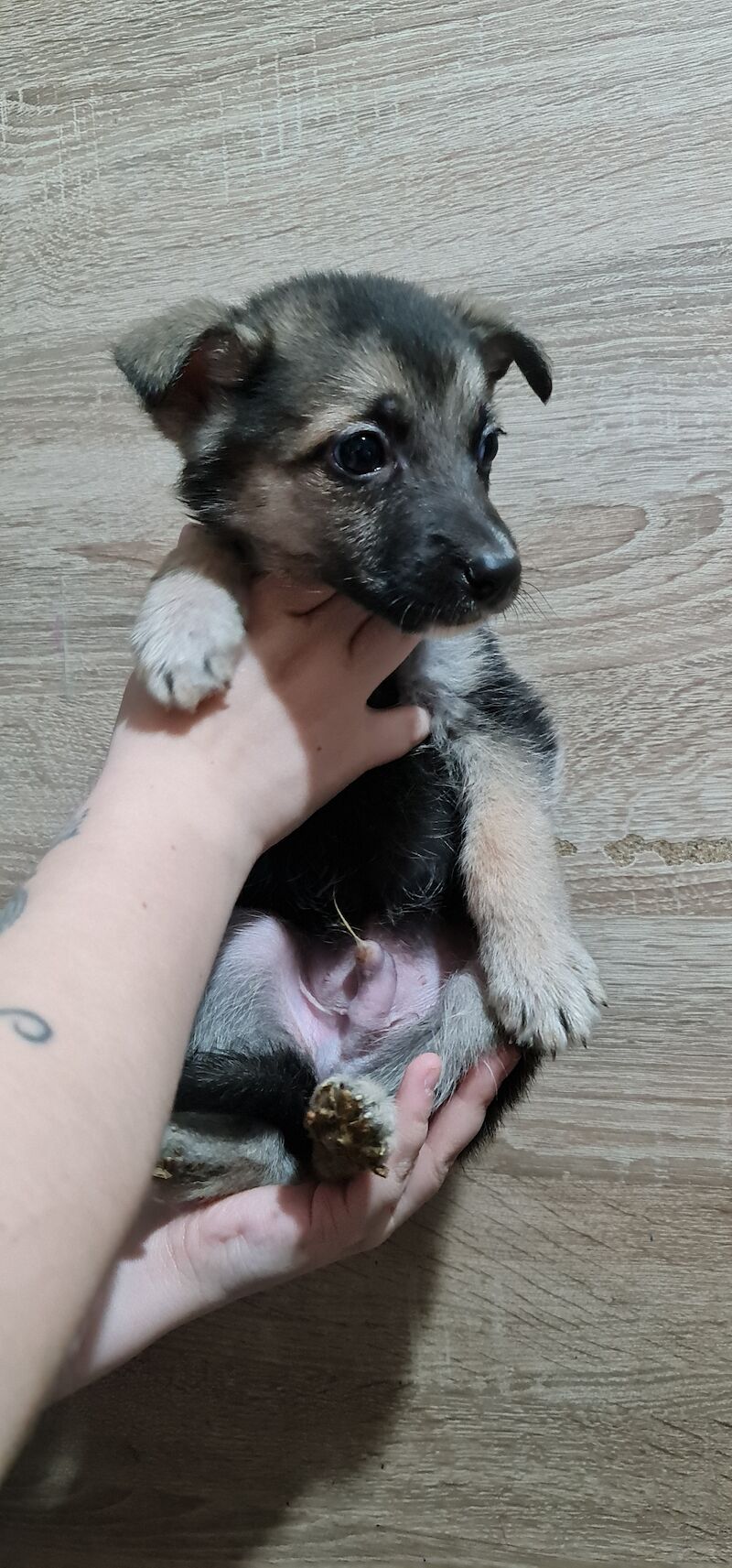 German Shepherd puppies for sale in Kingston upon Hull, East Riding of Yorkshire – 2 years old - Image 4 of 7