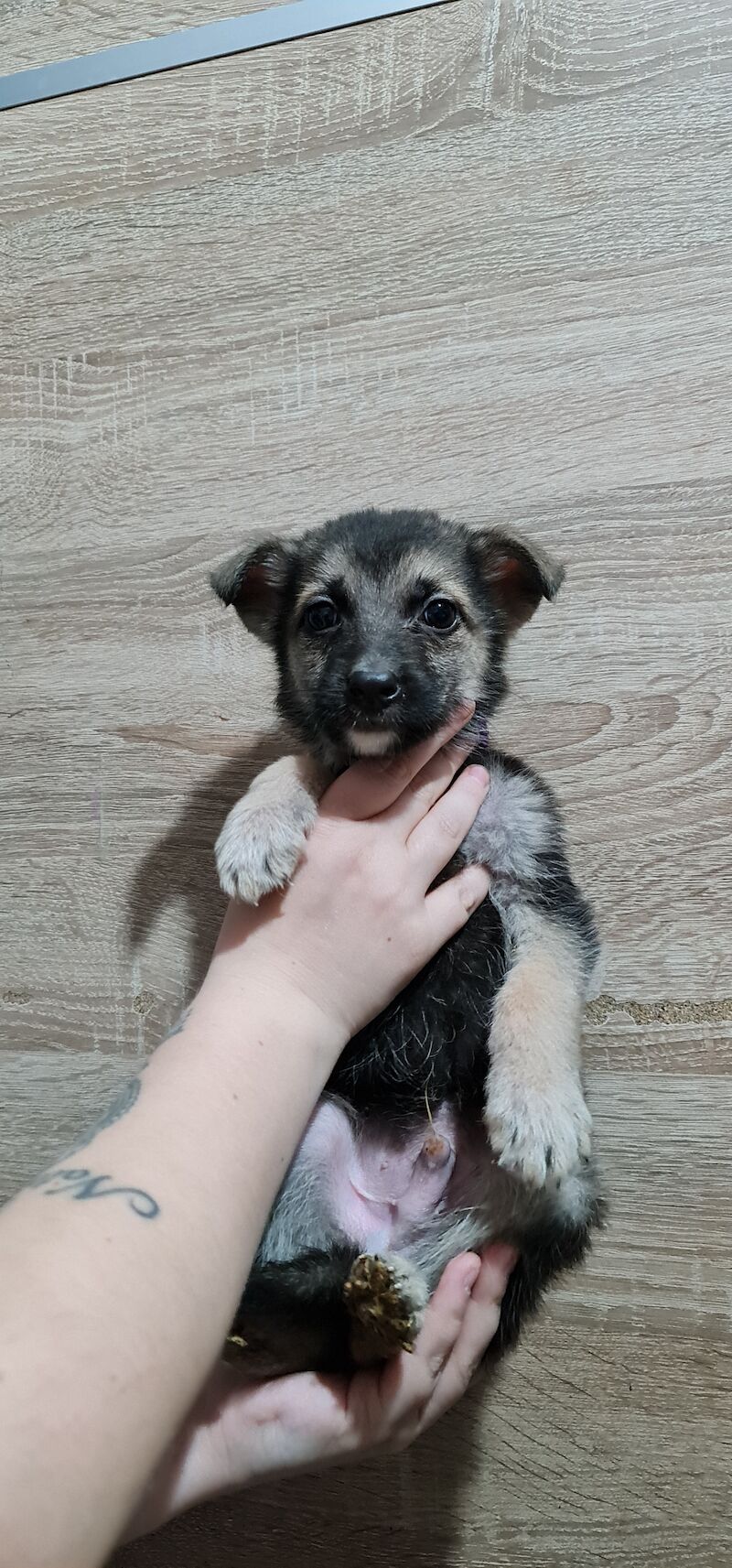 German Shepherd puppies for sale in Kingston upon Hull, East Riding of Yorkshire – 2 years old - Image 5 of 7