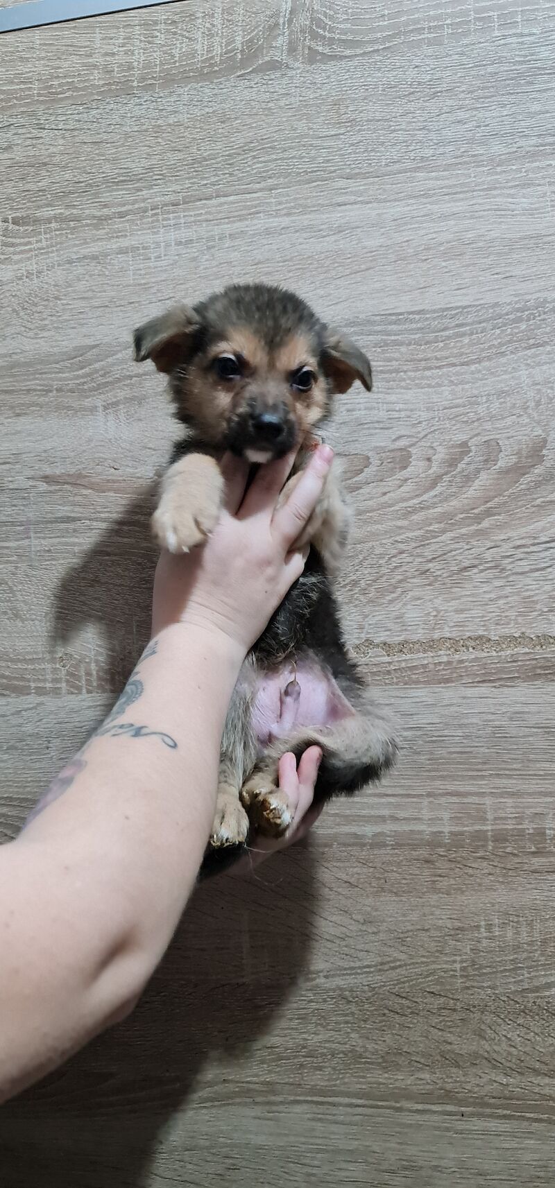 German Shepherd puppies for sale in Kingston upon Hull, East Riding of Yorkshire – 2 years old - Image 6 of 7