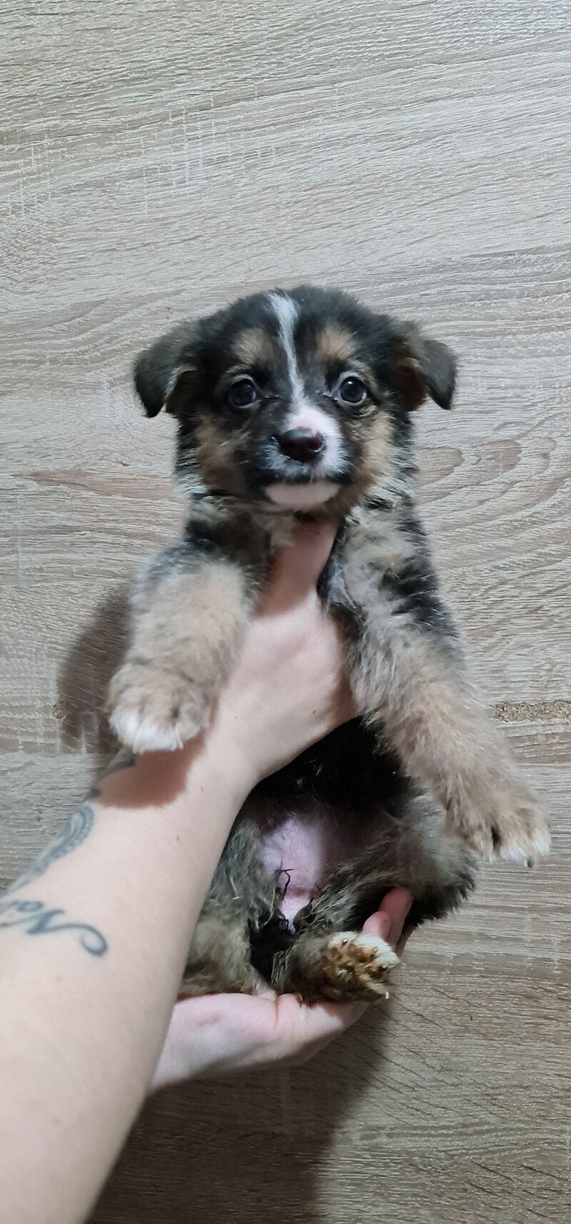 German Shepherd puppies for sale in Kingston upon Hull, East Riding of Yorkshire – 2 years old - Image 7 of 7