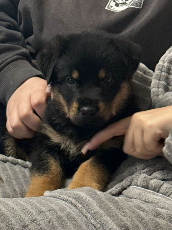 German shepherd's x rottweilers
