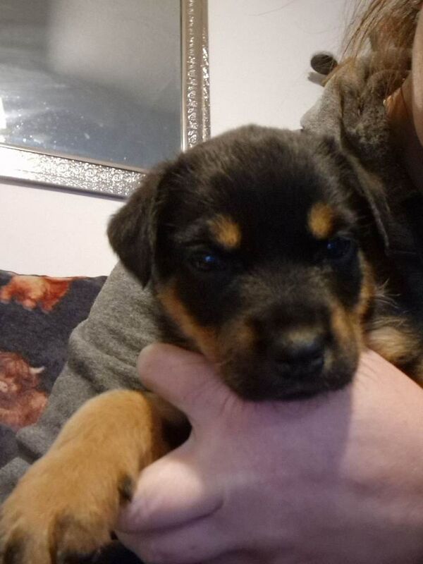 Rottweiler