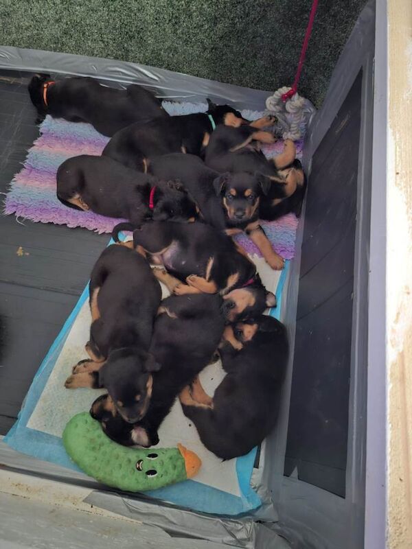 German shepherd's x rottweilers - Image 3 of 3