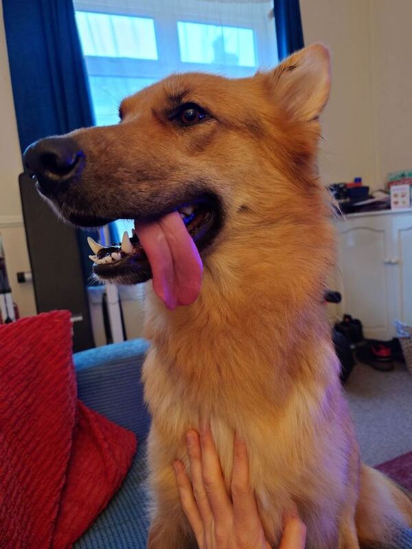 Germany Shepherds pups for Sale.