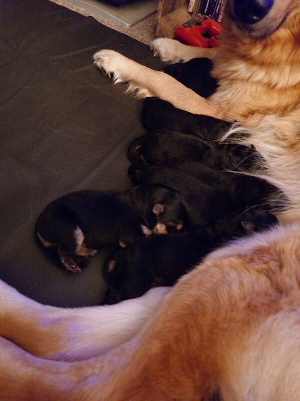 Germany Shepherds pups for Sale. - Image 3 of 4