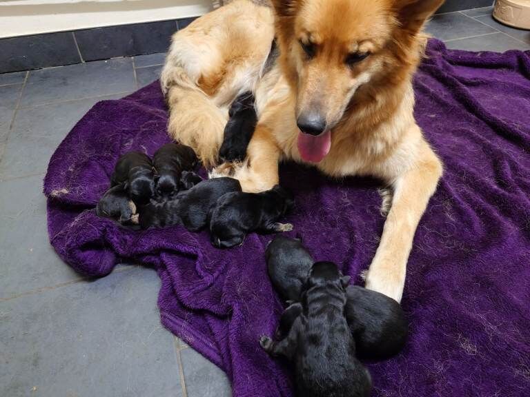Germany Shepherds pups for Sale. - Image 4 of 4