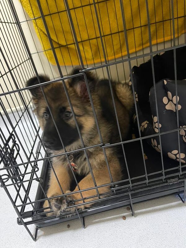 German Shepherd puppies for sale in Dungannon, County Tyrone – 11 weeks old - Image 2 of 4