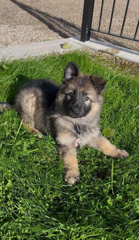 German Shepherd puppies for sale in Dungannon, County Tyrone – 11 weeks old - Image 3 of 4