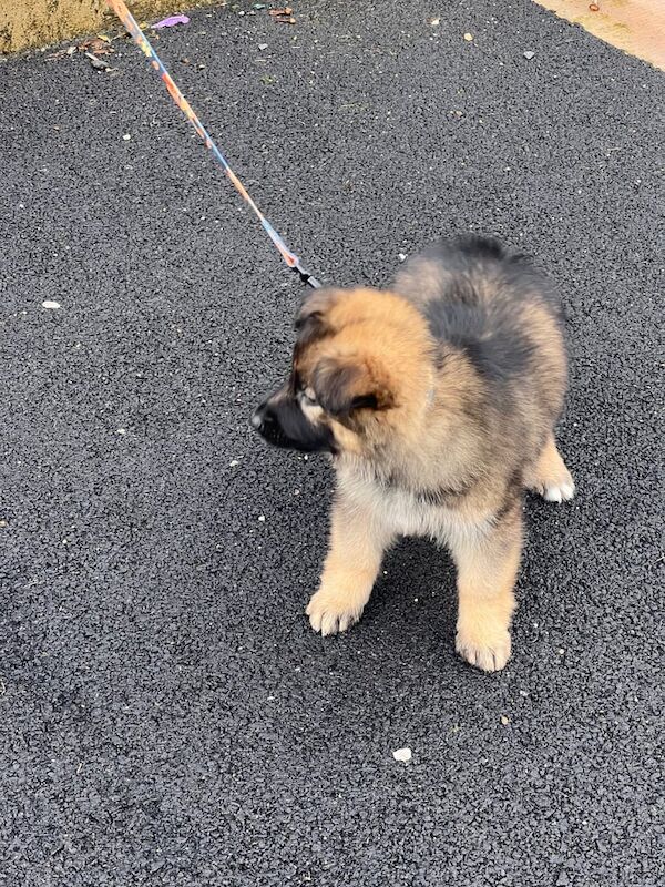 German Shepherd puppies for sale in Dungannon, County Tyrone – 11 weeks old - Image 4 of 4