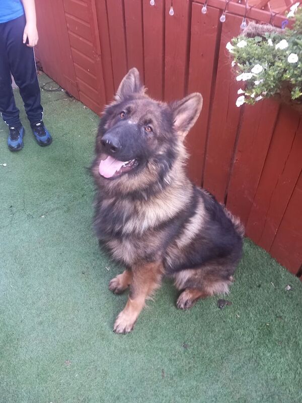 German Shepherd puppies for sale in Basingstoke, Hampshire – 1 year old