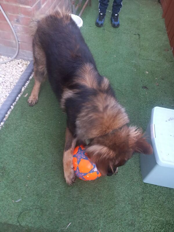 German Shepherd puppies for sale in Basingstoke, Hampshire – 1 year old - Image 2 of 3