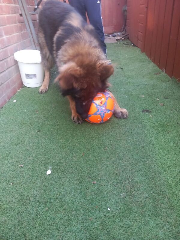 German Shepherd puppies for sale in Basingstoke, Hampshire – 1 year old - Image 3 of 3