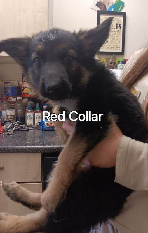 Germna shepherd pups
