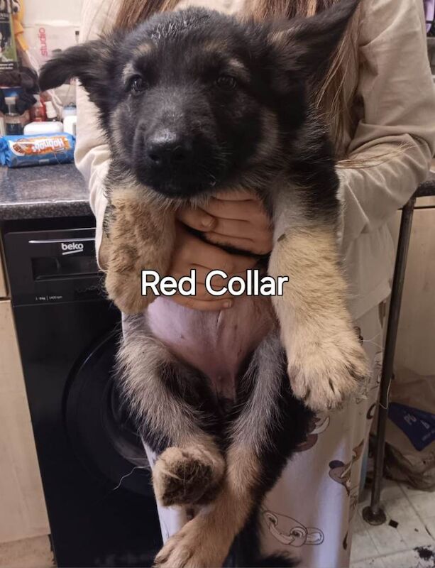 Germna shepherd pups - Image 2 of 3