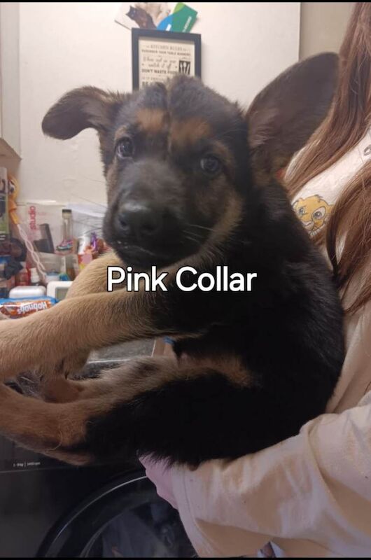 Germna shepherd pups - Image 3 of 3