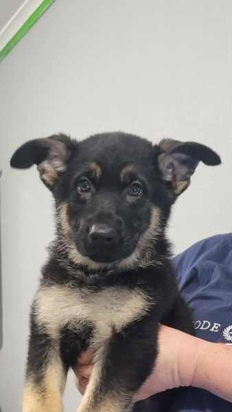 Girls x boys purebred German Shepherd puppies for sale in London, City of London, Greater London | Image 2