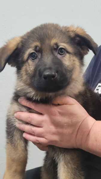 German Shepherd puppies for sale in London, City of London, Greater London – KC registered, 1 year old - Image 3 of 4