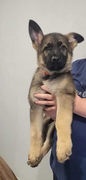 Girls x boys purebred German Shepherd puppies for sale in London, City of London, Greater London | Image 4