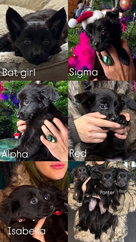 German Shepherd puppies for sale in Manchester, Greater Manchester – 1 year old - Image 3 of 3