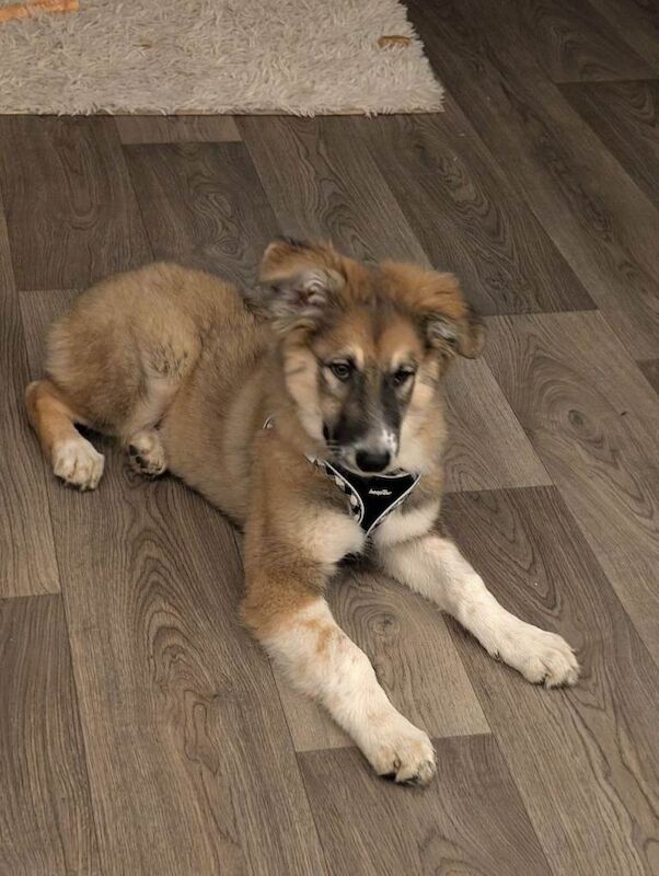 German Shepherd puppies for sale in Bury St Edmunds, Suffolk – 3 months old