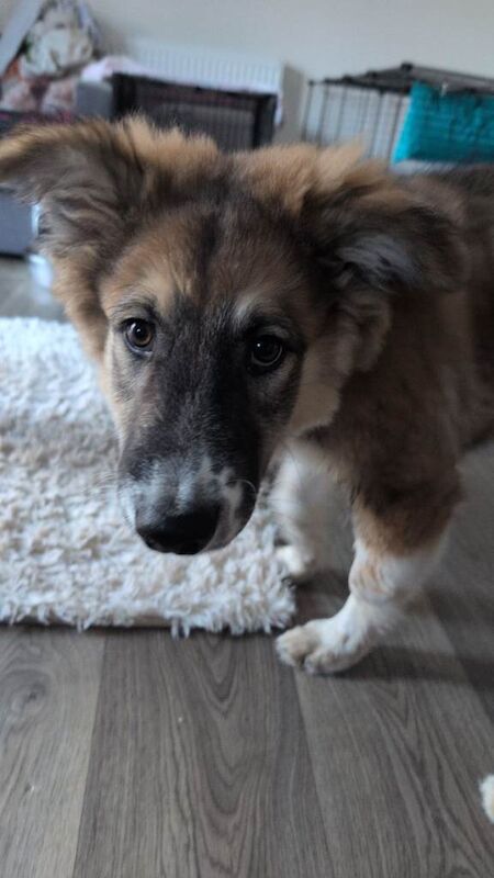 Golden shepherd - Image 2 of 4