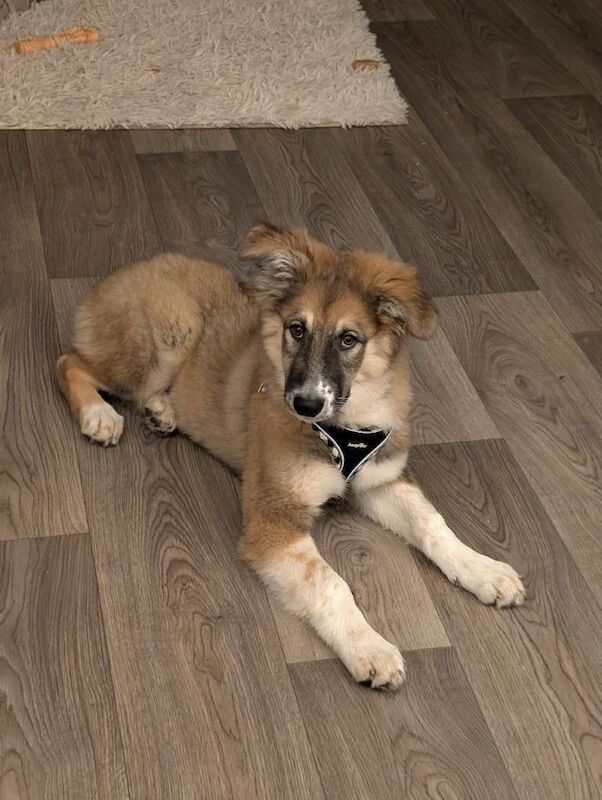 Golden shepherd - Image 3 of 4
