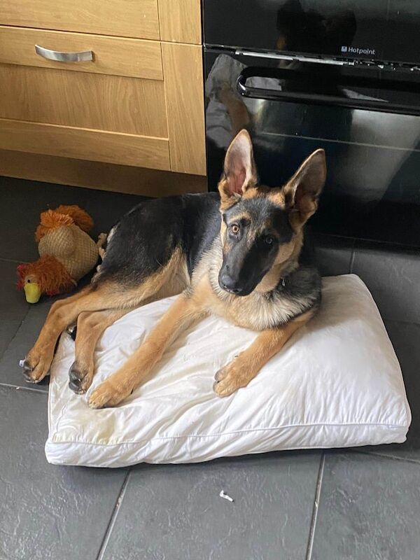 German Shepherd puppies for sale in Newtownabbey, County Antrim – 5 months old - Image 3 of 3