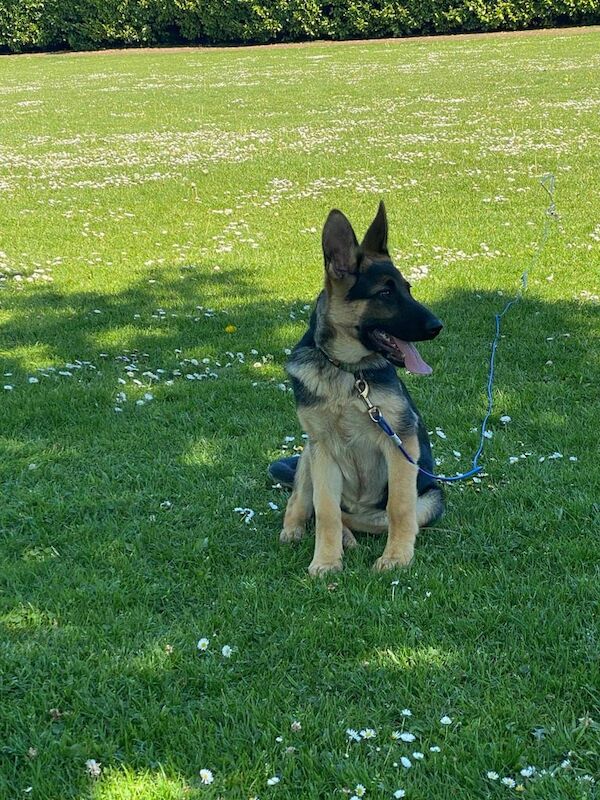 German Shepherd puppies for sale in Newtownabbey, County Antrim – 5 months old