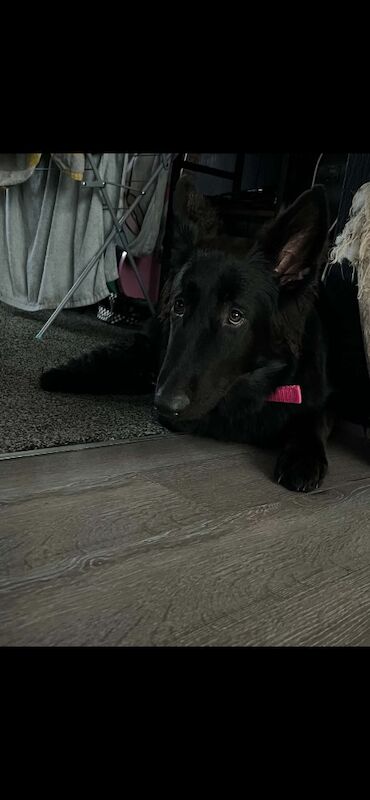 Gorgeous black german shepherd!