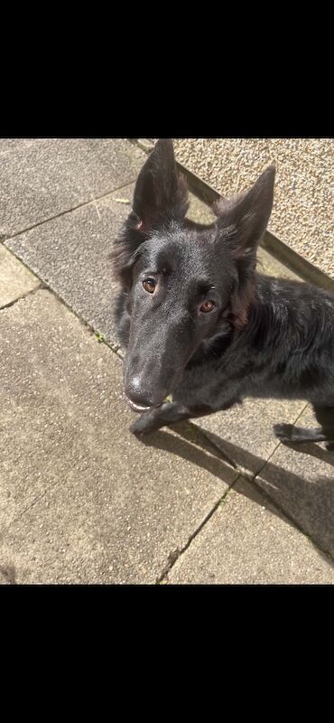 Gorgeous black german shepherd! - Image 2 of 3