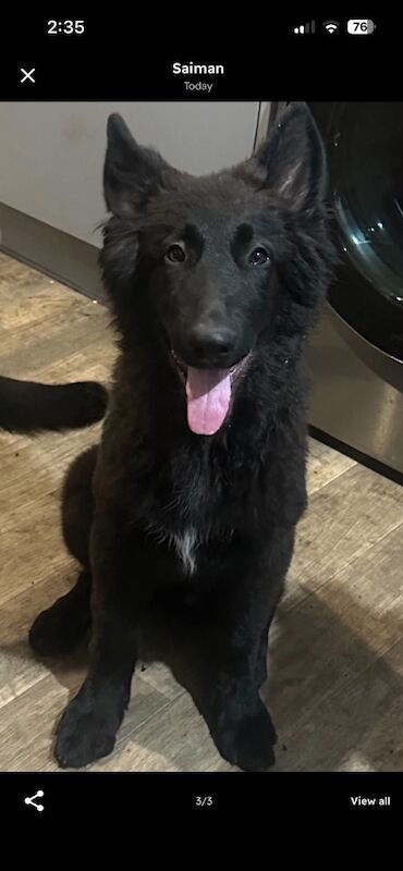 Gorgeous black german shepherd! - Image 3 of 3