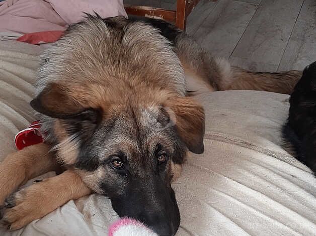 German Shepherd puppies for sale in Kington, Herefordshire – 2 years old - Image 2 of 5
