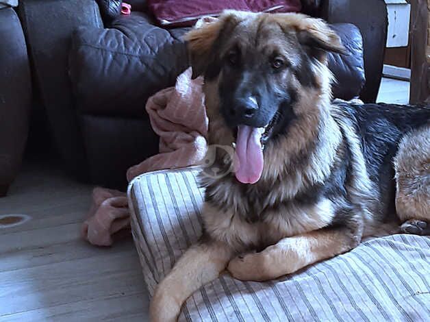 German Shepherd puppies for sale in Kington, Herefordshire – 2 years old - Image 3 of 5